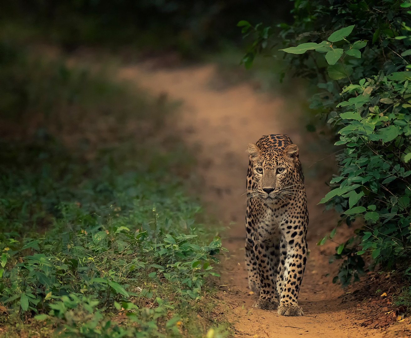 斯里蘭卡旅遊景點 3. 國內最古老野生動物園：威爾帕圖國家公園